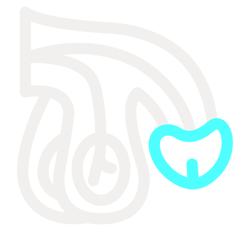 Oncology - Prostate, Penis and Testis